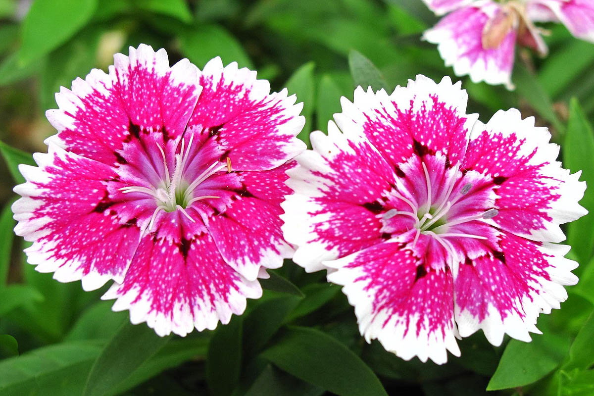 Chinese Pinkf two flowers close